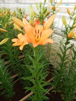 [4062 Amiga No01.JPG]